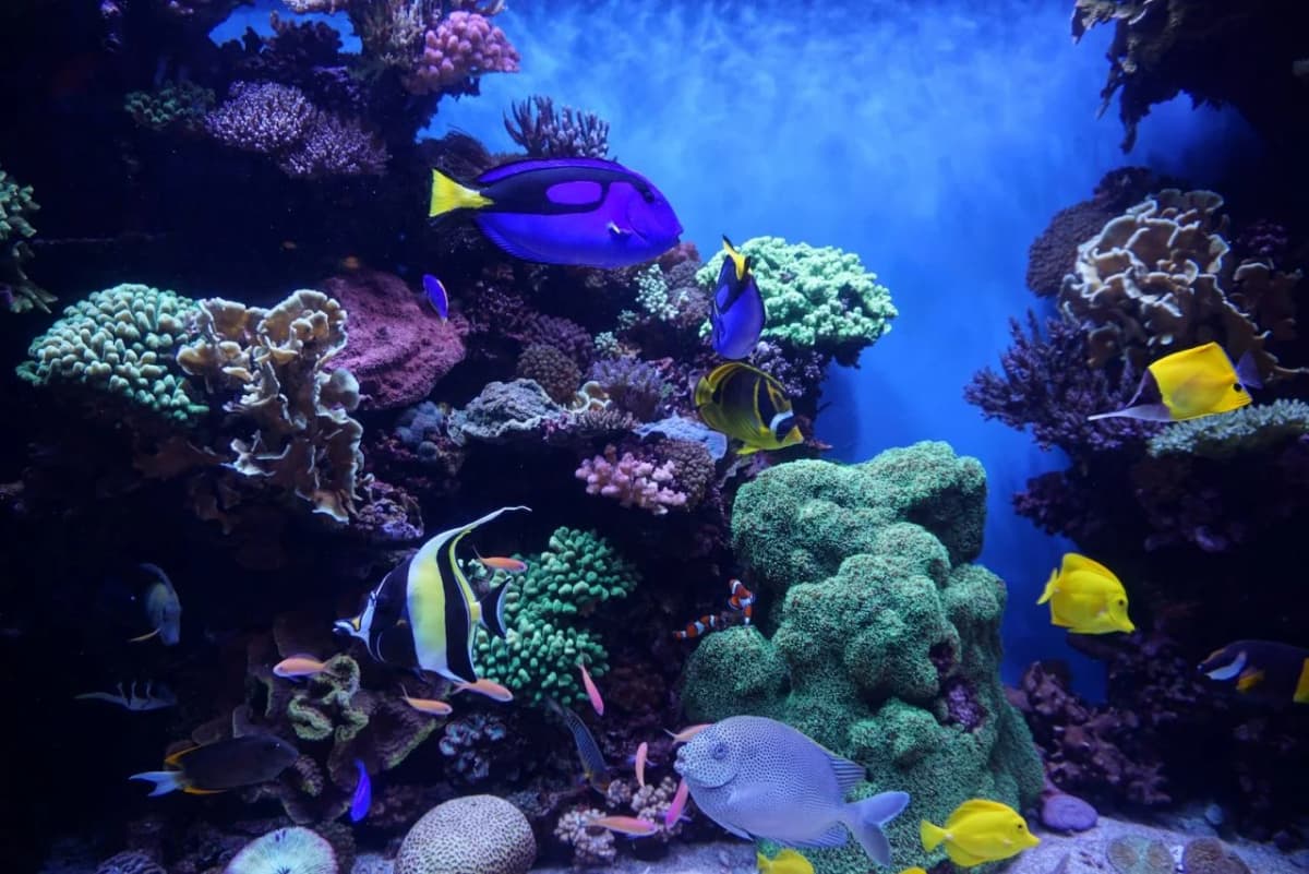 Aquarium View