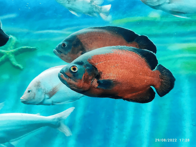 Unique marine life