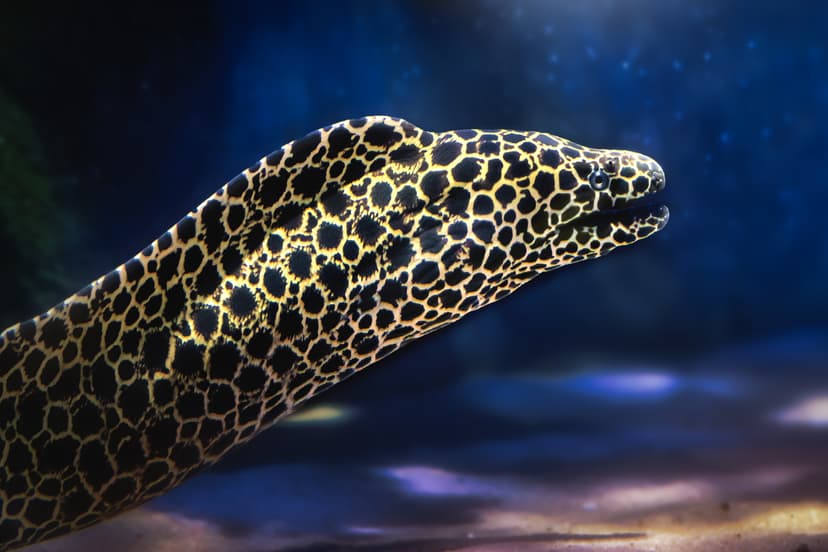 Moray Eel