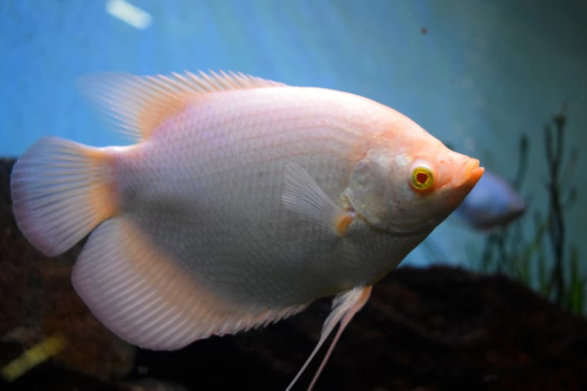 Giant Gourami