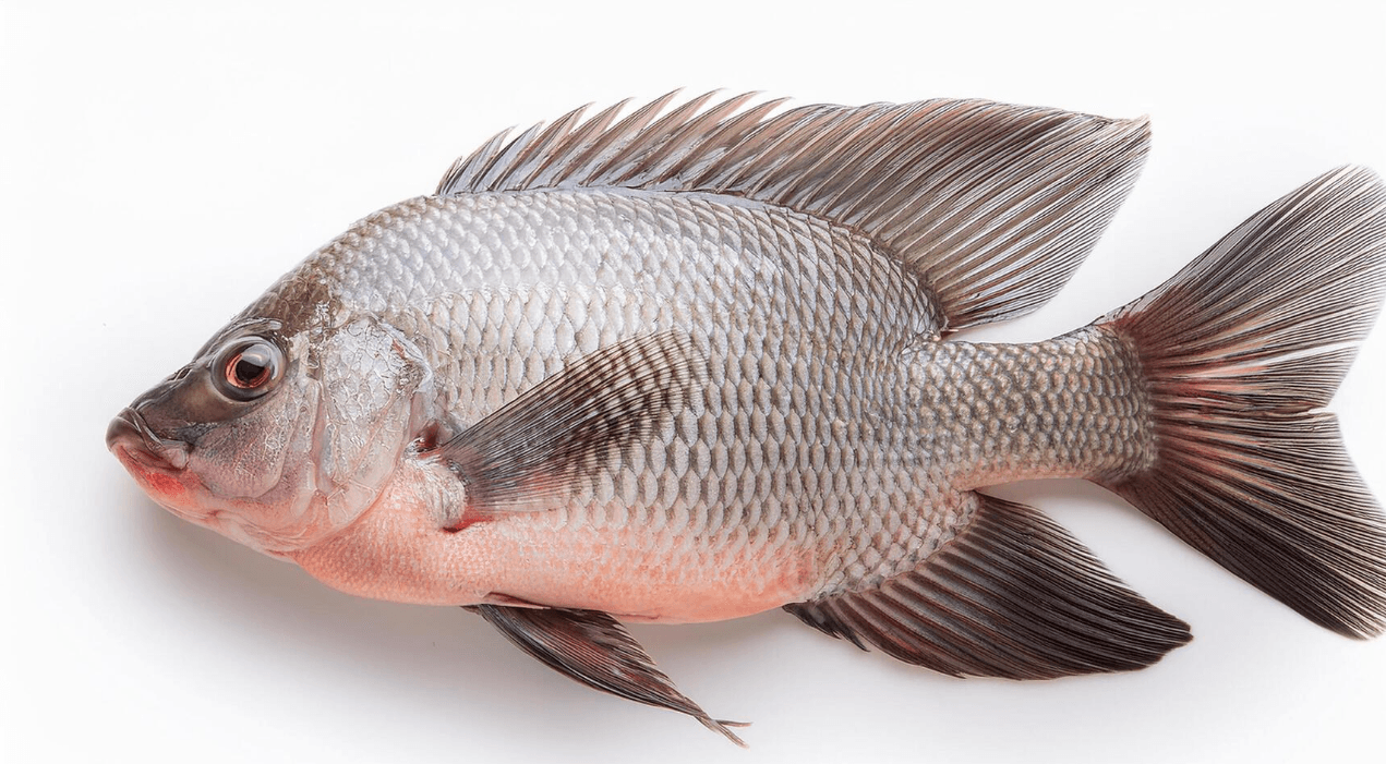 Tilapia