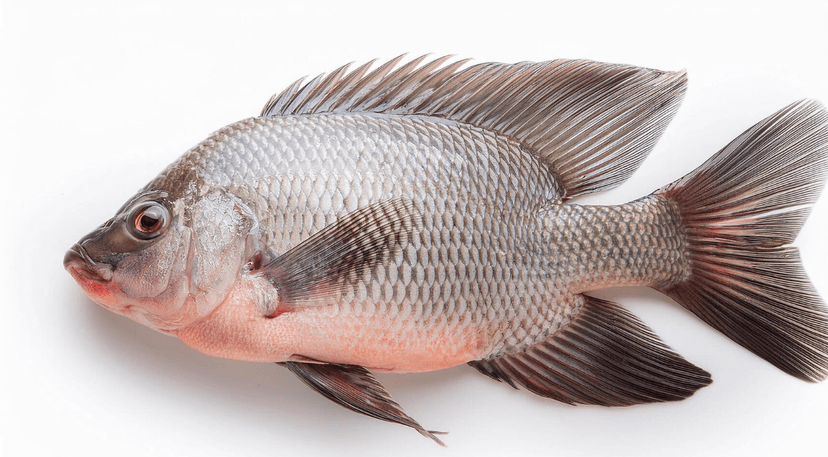 Tilapia