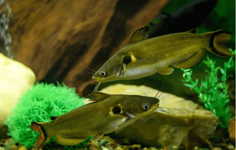 Sun Catfish