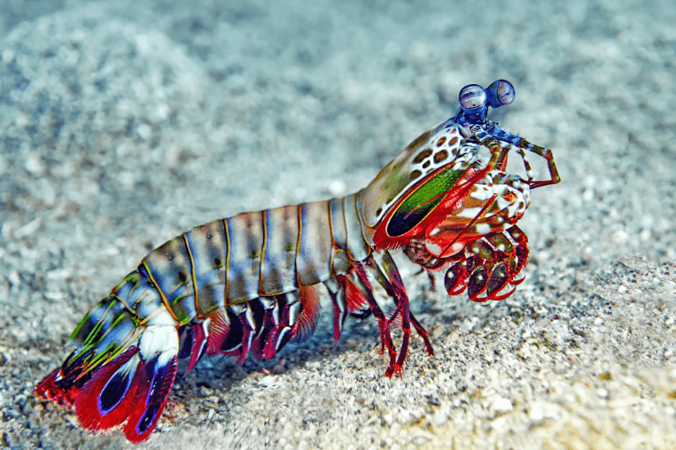 Tiger Mantis Shrimp