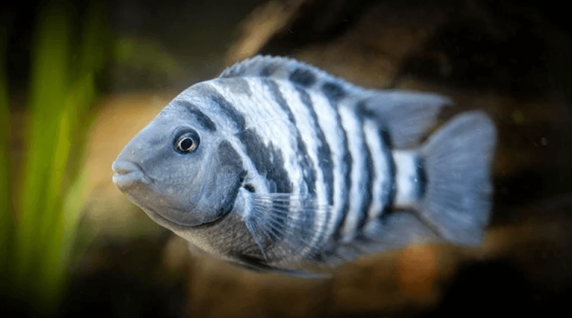 Zebra Cichlid