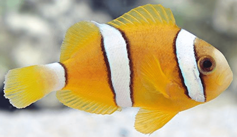 Clarkii clown