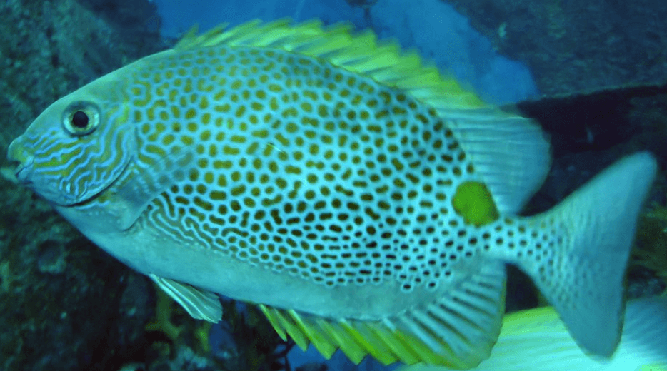 Rabbitfish