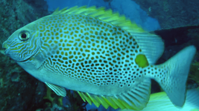 Rabbitfish