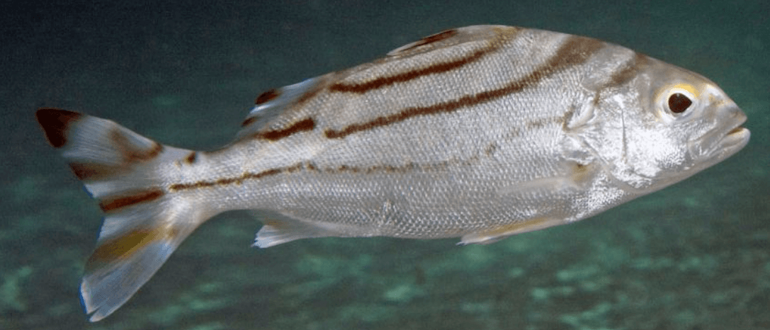 Crescent Grunter