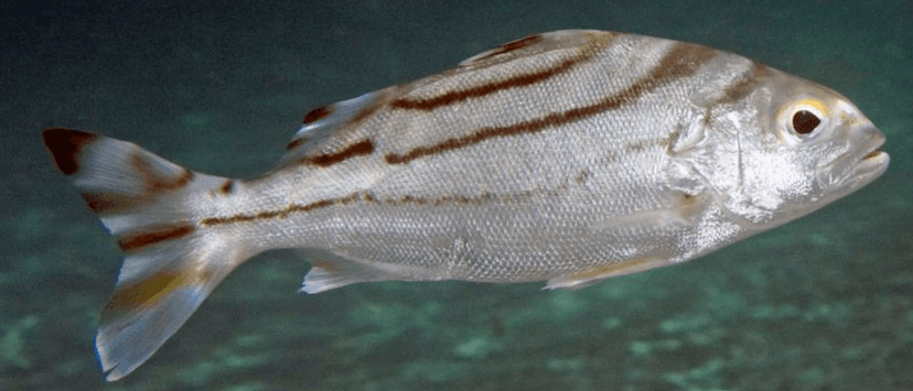Crescent Grunter
