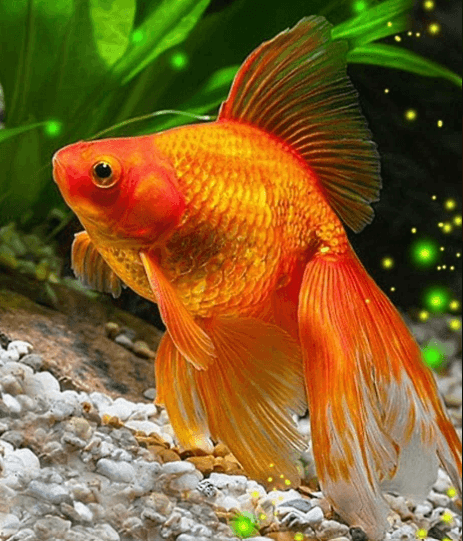 Goldfish