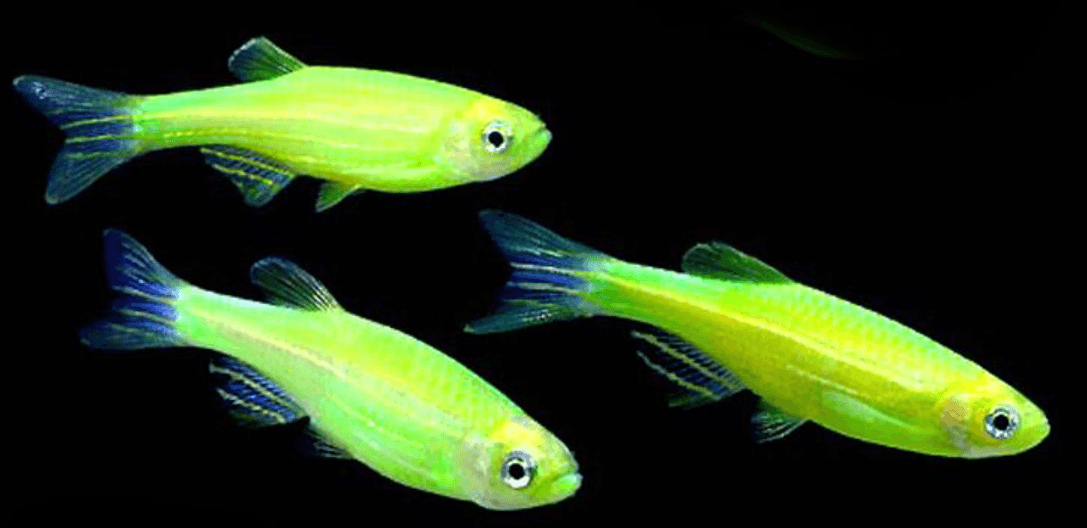 Zebra Danio