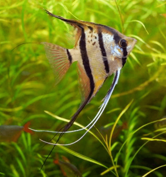 Angelfish