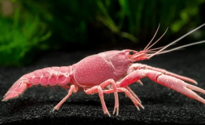 Crayfish