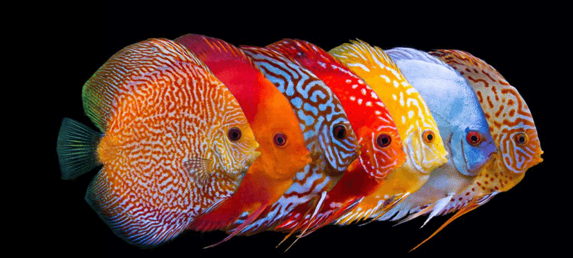 Discus
