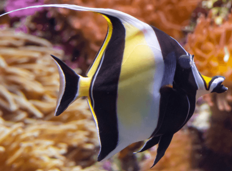 Moorish Idol