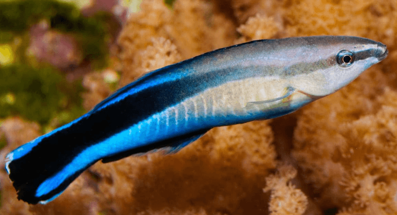 Bluestreak Cleaner Wrasse