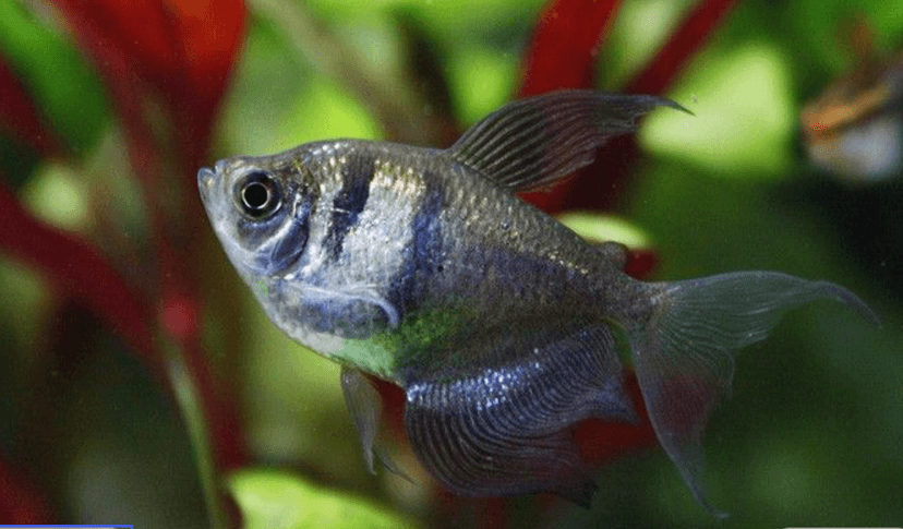 Widow Tetra (Black Skirt Tetra)