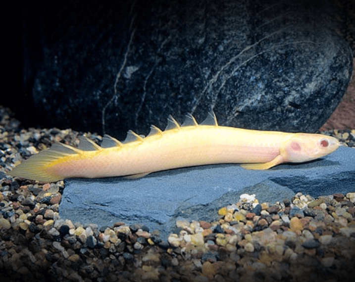 Senegal Bichir