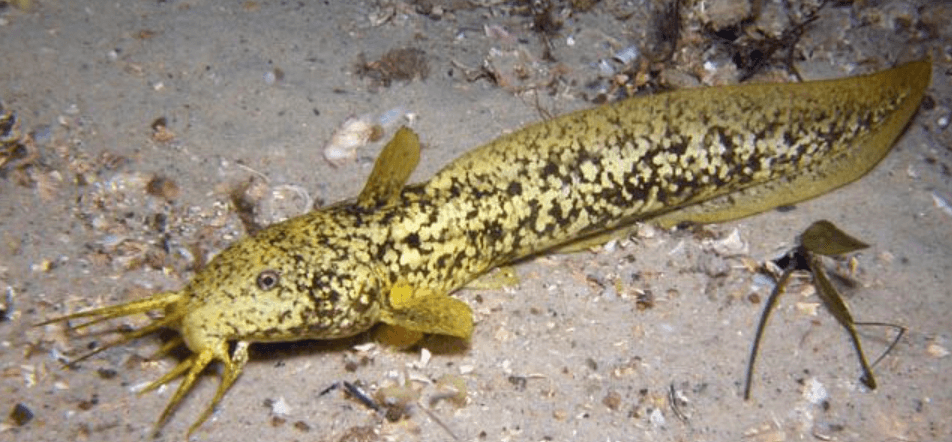 Cobbler Fish