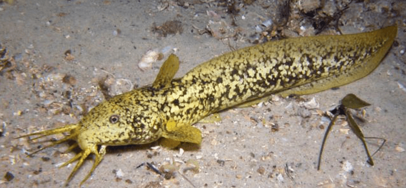 Cobbler Fish