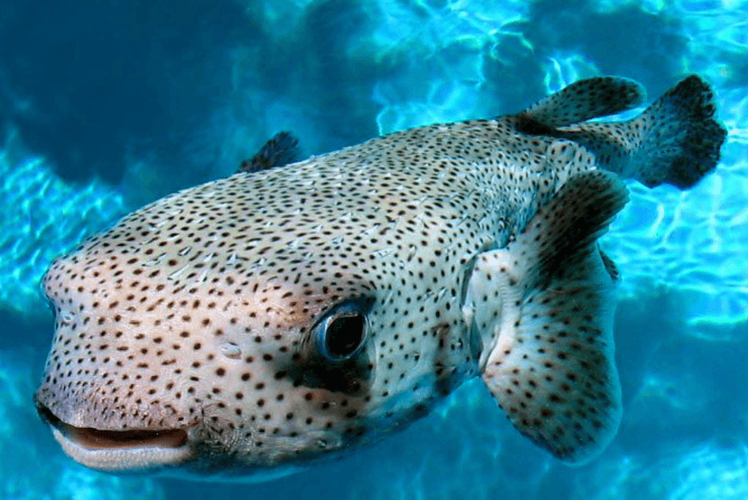 Porcupine Pufferfish