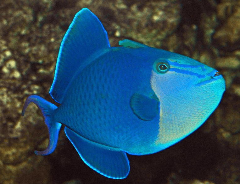 Red-toothed Triggerfish