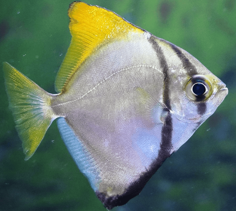Silver Moony
