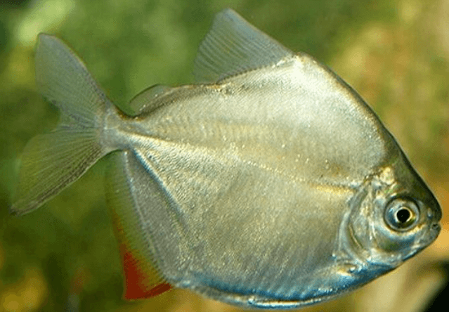Silver Dollar
