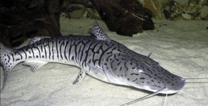 Shovelnose Catfish