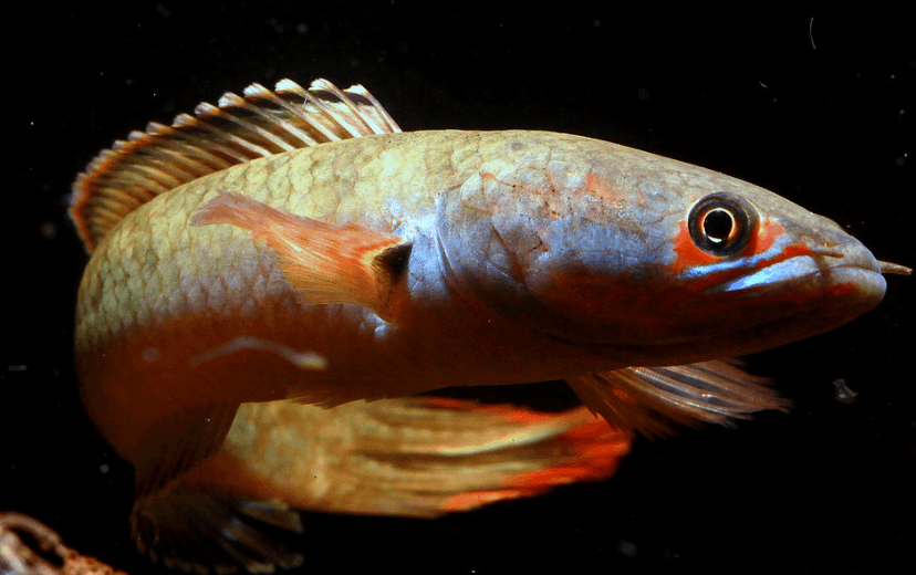 Snakehead