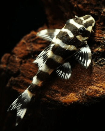 Pleco
