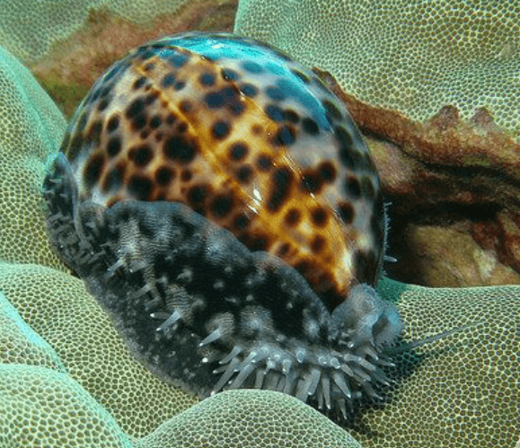 Tiger Cowrie Shell
