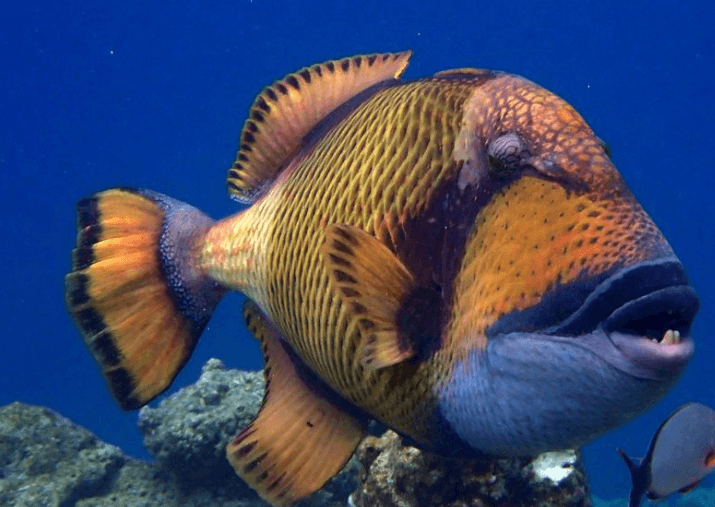 Titan Triggerfish