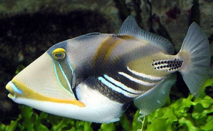 Wedgetail Triggerfish