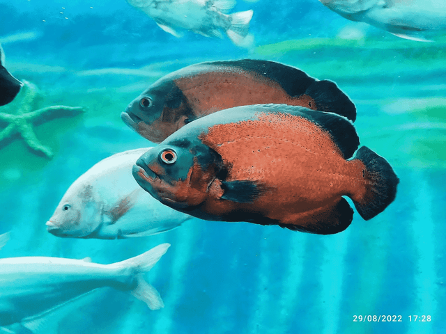 Unique marine life