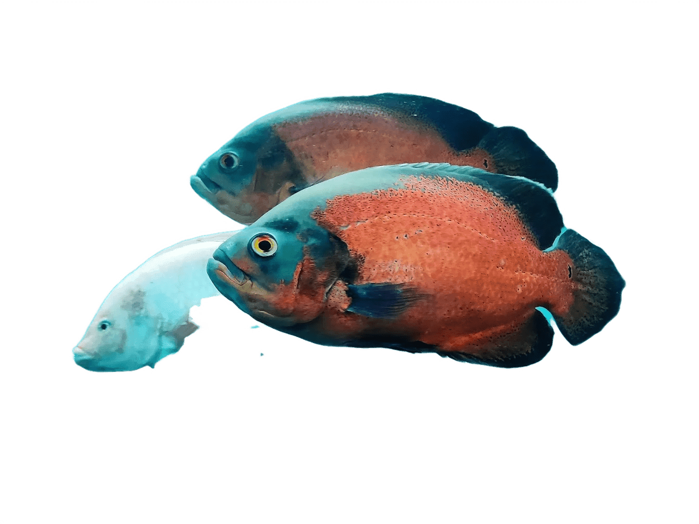 Fish Photo