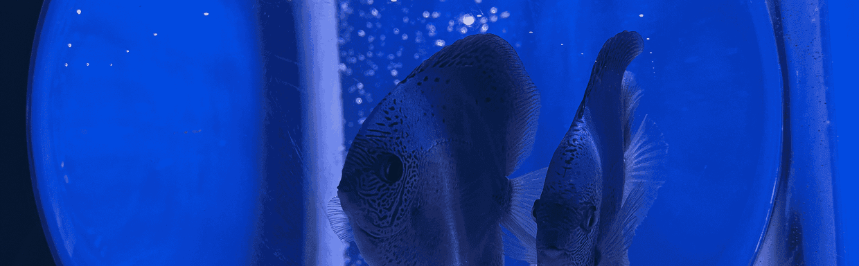 Aquarium Paradise image 4